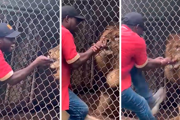 Homem se desespera ao ter a mão mordida por leão em zoo na Jamaica (Foto: reprodução Twitter)