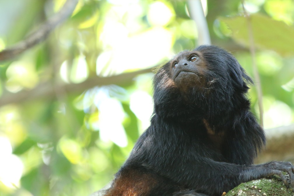 Mico-leão-preto está entre as espécies que habitam o Pontal do Paranapanema e que já foram 'detetives ecológicos' — Foto: Gabriela Cabral Rezende