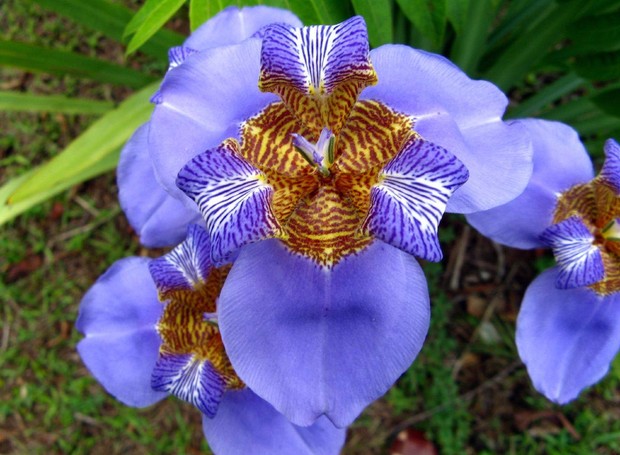  Falsa-iris (Foto: Reprodução/PlantaSonya)