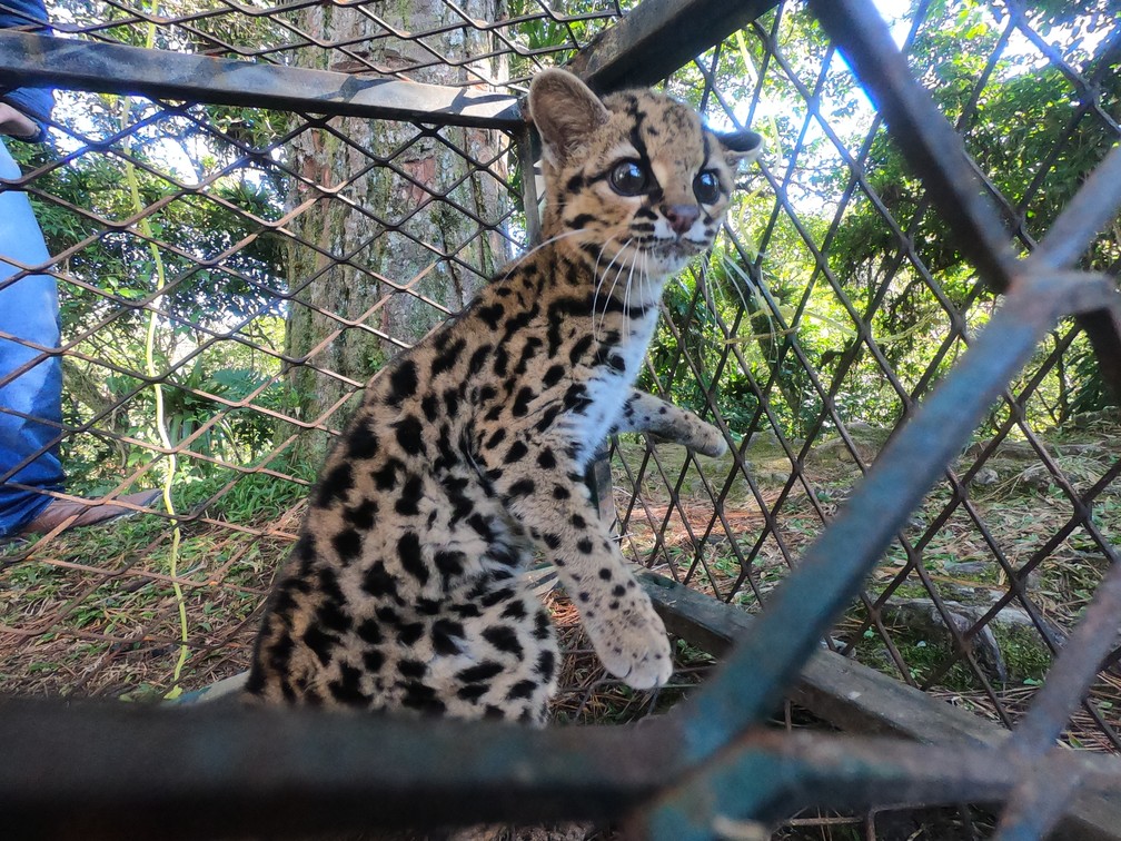 Gato-maracajá foi encontrado em Jaraguá do Sul  — Foto: Fujama/Divulgação