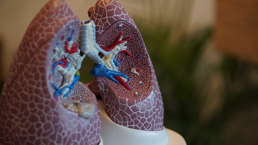 Modelo em plástico dos pulmões — Foto: Robina Weermeijer / Unsplash