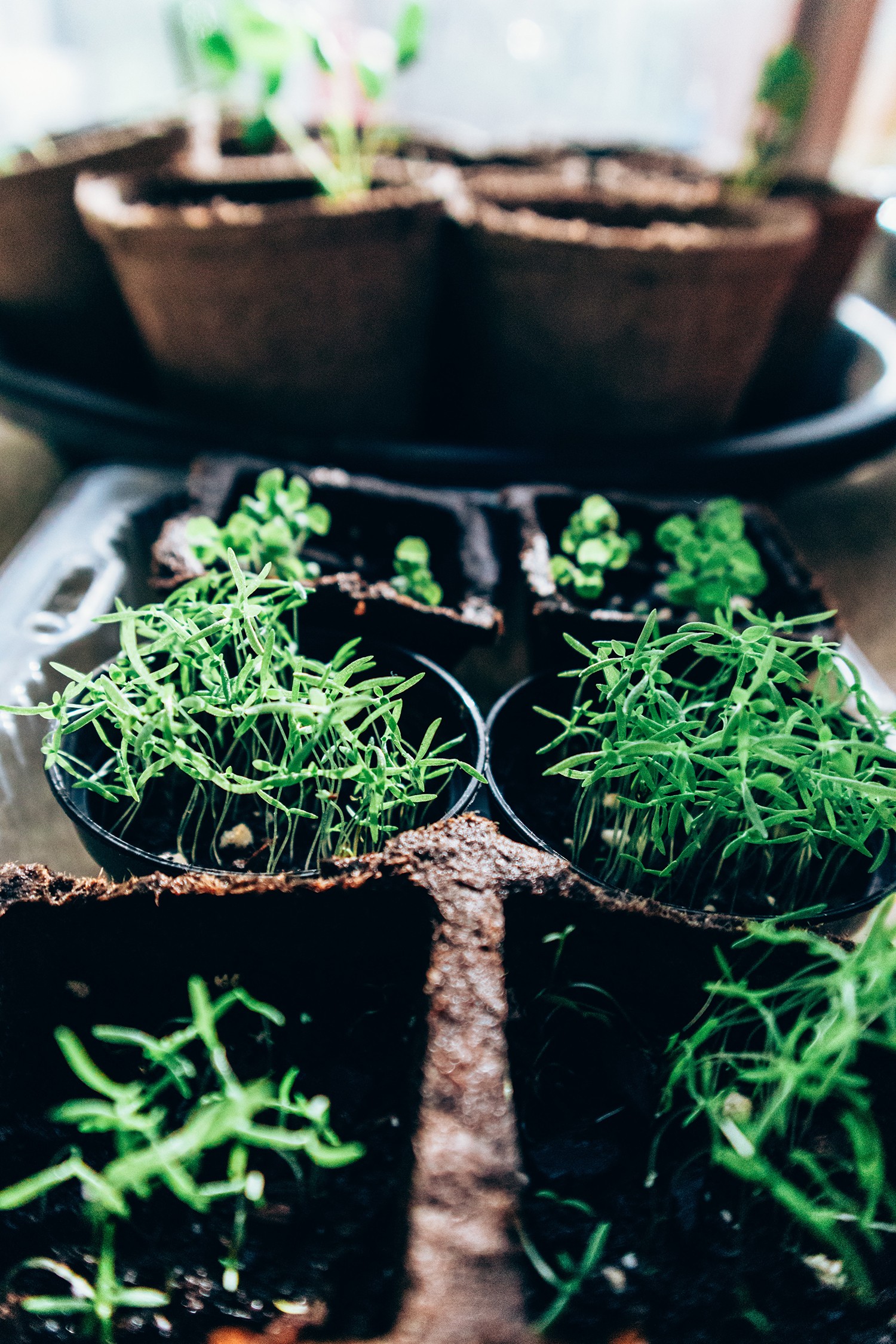 As plantas e hortaliças devem ser postas em um lugar com boa iluminação e ventilação e no suporte correto (Foto: Pexels / PrathSnap / CreativeCommons)