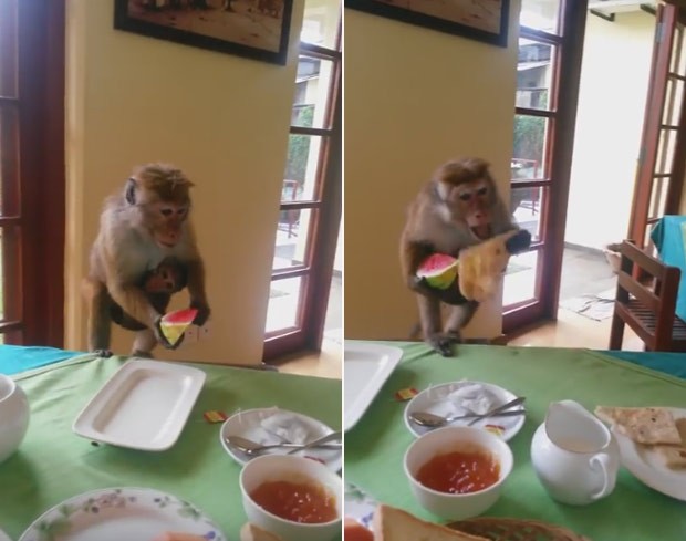 Macaca atacou mesa na hora do almoço em Kandy (Foto: Reprodução/YouTube/Rumble Viral)