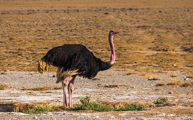 A expressão estômago de avestruz diz respeito a alguém que come muito e de tudo (Foto:  Ascyrafft Adnan / Pixabay / CreativeCommons)