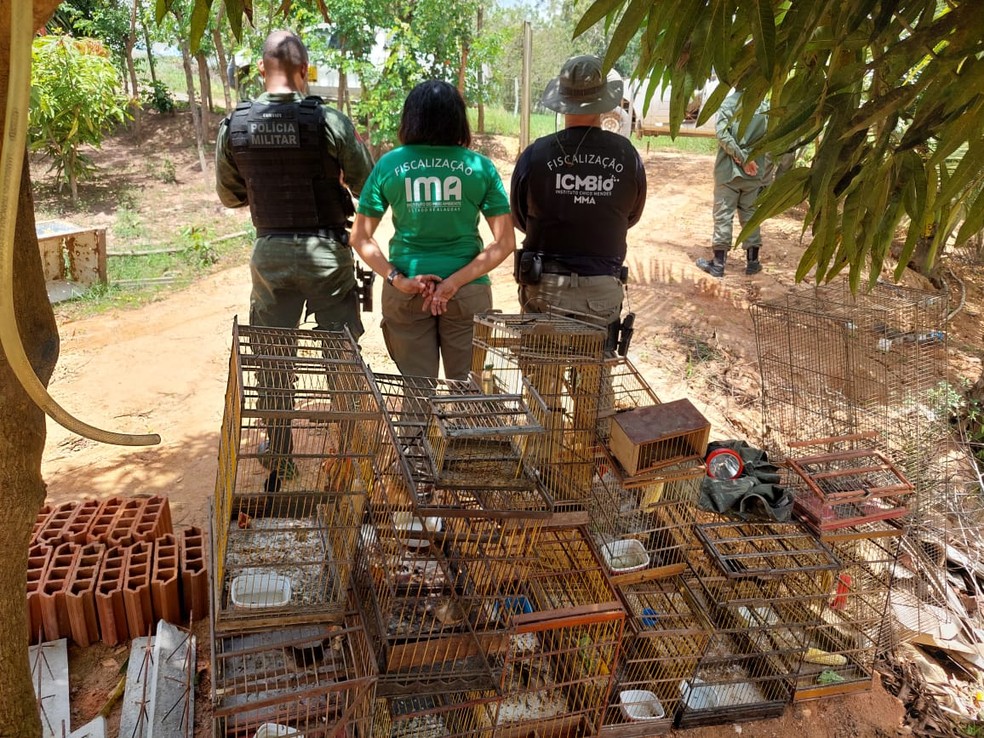 Operação Curupira resgata aves na Estação Ecológica e na Área de Proteção Ambiental de Murici, AL — Foto: ICMBio-AL