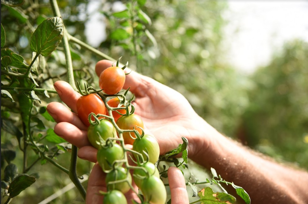 Cursos do Senar/MS promovem qualificação profissional para 15 mil pessoas em MS — Foto: Divulgação
