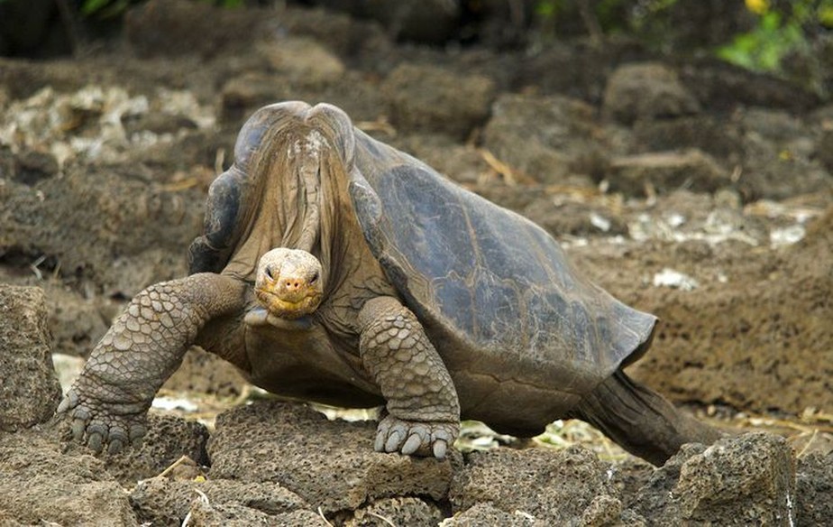 A última tartaruga-das-galápagos-de-Pinta conhecida (Chelonoidis abingdonii) foi Lonesome George, que morreu em cativeiro em 24 de junho de 2012.