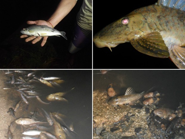 Polícia Ambiental vai investigar a mortandade de peixes no Rio Mogi Guaçu (Foto: Luiz Pitanguy)