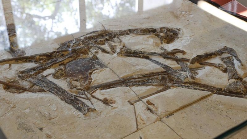  Fóssil mais completo de espécie de pterossauro está no Museu da USP  (Foto: USP)