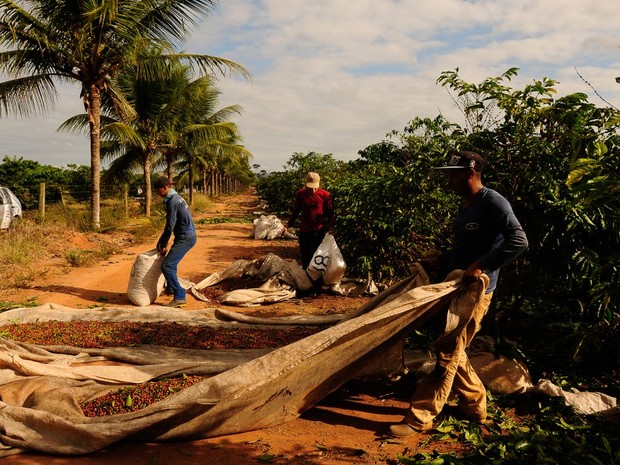 Mercado de café: preços fracos para arábica e firmes para conilon no Brasil