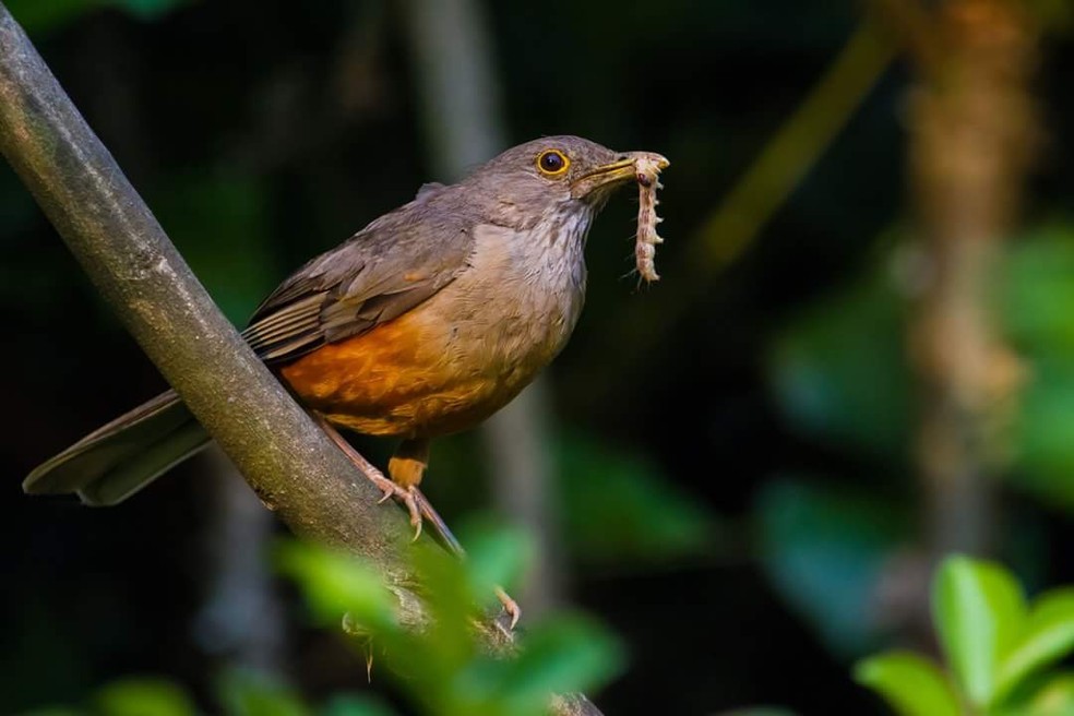 Sabiás e beija-flores são algumas das aves citadas na música (Foto: Zé Edu Camargo/Dicas da Gente)