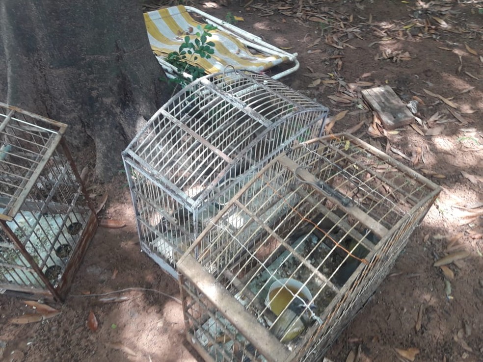 Polícia Militar Ambiental localizou 12 pássaros silvestres que eram mantidos em cativeiro — Foto: Polícia Ambiental