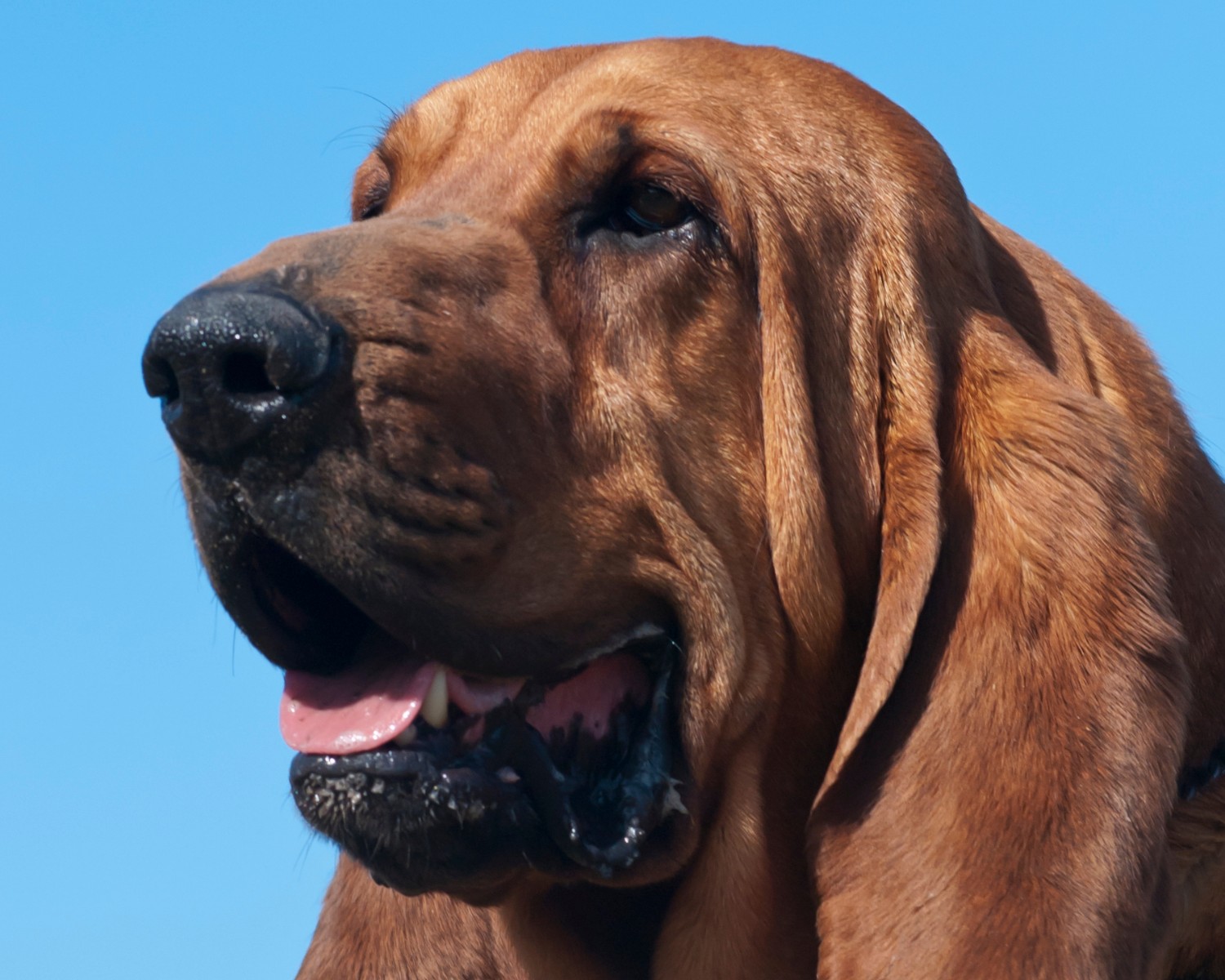 Queridos entre as crianças, o bloodhound costuma ser ótimos companheiros das famílias (Foto: Canva/Creative Commons)