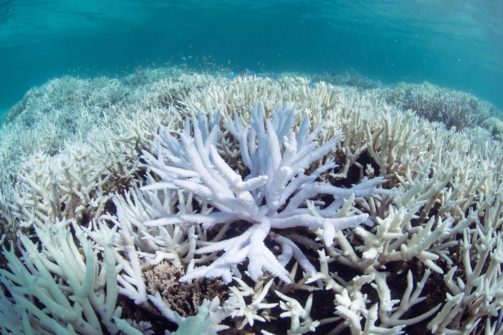 Devido ao aumento da temperatura da Ã¡gua, a Grande Barreira de Coral da AustrÃ¡lia passa pelo mais grave processo de branqueamento jÃ¡ registrado (Foto: The Ocean Agency/XL Catlin Seaview Survey via AP)