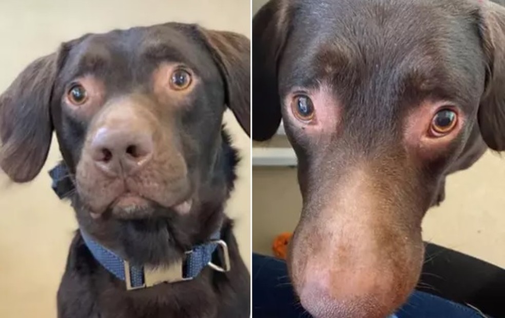 Coco em abrigo de Plymouth &mdash; Foto: Reprodu&ccedil;&atilde;o/Facebook