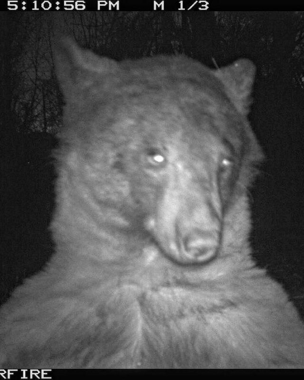 Urso flagrado por câmera com sensor de movimento em Boulder, nos EUA, janeiro de 2023. — Foto: City of Boulder Open Space & Mountain Parks