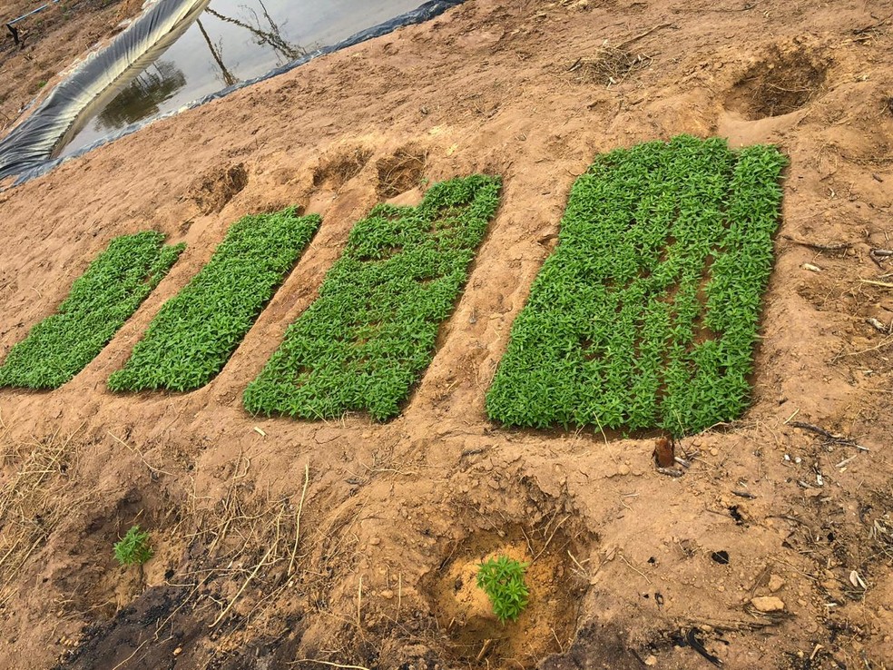 PlantaÃ§Ã£o de maconha com 220 mil pÃ©s de maconha na Bahia foi encontrada pela polÃ­cia â Foto: DivulgaÃ§Ã£o/SSP-BA
