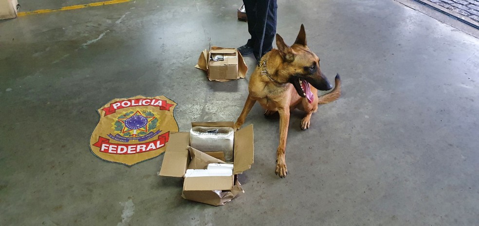 Cão farejador da PF encontra 5 kg de cocaína dentro de caixa nos Correios em Natal — Foto: PF/Divulgação