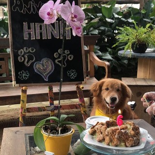 Hana celebrou o seu aniversário na pousada pet friendly