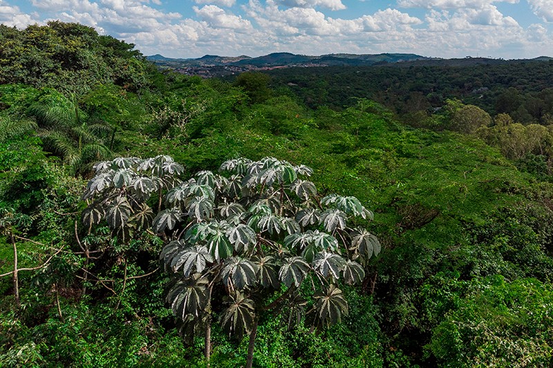 Árvore nativa e endêmica da Mata Atlântica, a embaúba faz parte do Jardim Sombra e Água Fresca do Inhotim (Foto: João Marcos Rosa)