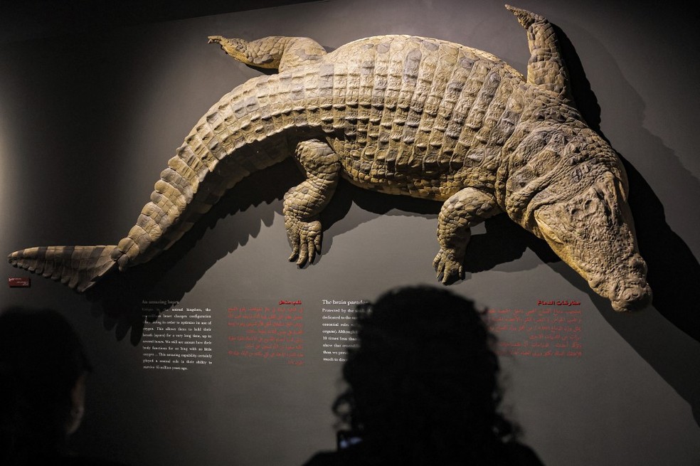 Crocodilo que fica em exposição no Dubai Crocodile Park, em Dubai, em 17 de abril de 2023 — Foto: Giuseppe Cacace / AFP