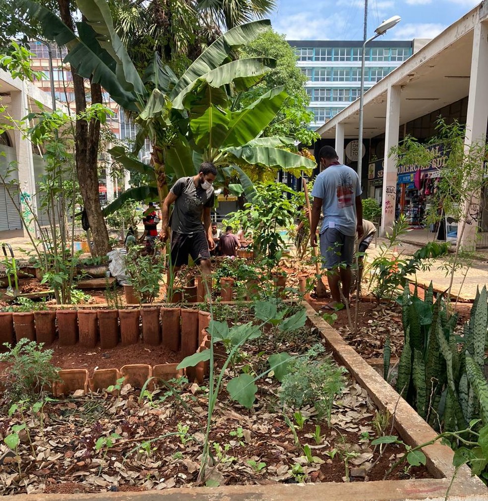 Horta comunitária no Setor Comercial Sul — Foto: Divulgação / Coletivo Aroeira