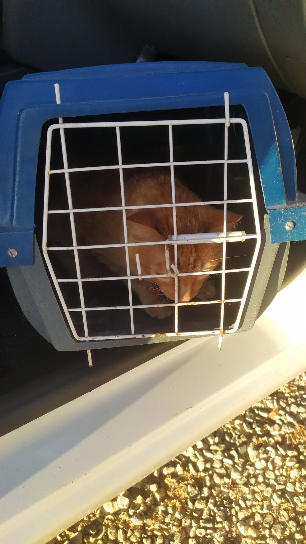 Gato foi resgatado e levado de Patos para Campina Grande pelo advogado Ol&iacute;mpio Rocha &mdash; Foto: Ol&iacute;mpio Rocha/Advogado