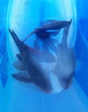 Peixes são colocados em tanques para depois serem transferidos para lagoas da região (Foto: Luis Carlos Dubberstein/ Sanear)