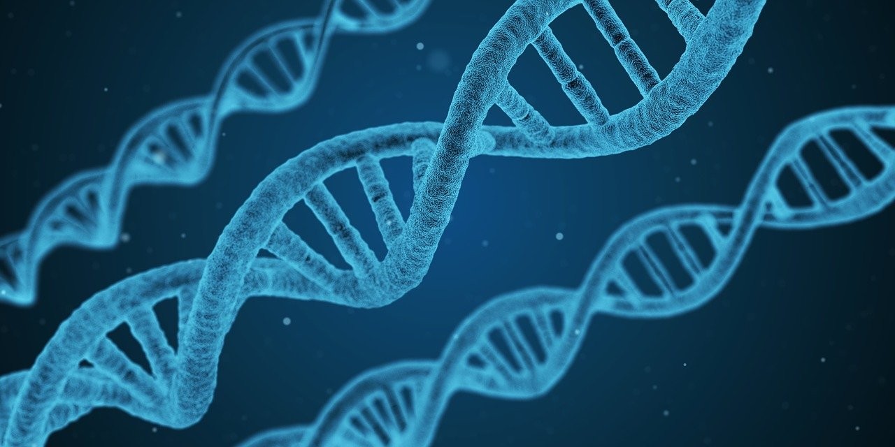 Uma equipe internacional de cientistas afirma ter sequenciado todo o genoma humano (Foto: qimono/502 images/Pixabay)