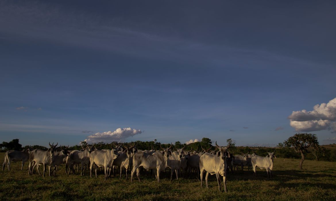 Gado em pasto no Brasil (Foto:  CNA/Wenderson Araujo/Trilux)