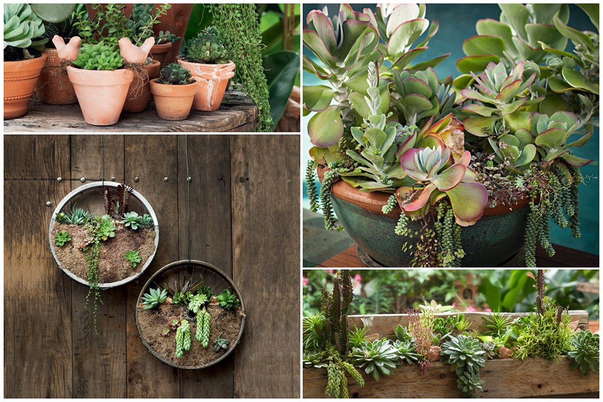 Confira oito ideias de mini jardins de suculentas para se inspirar! (Foto: Divulgação | Montagem: Casa e Jardim)