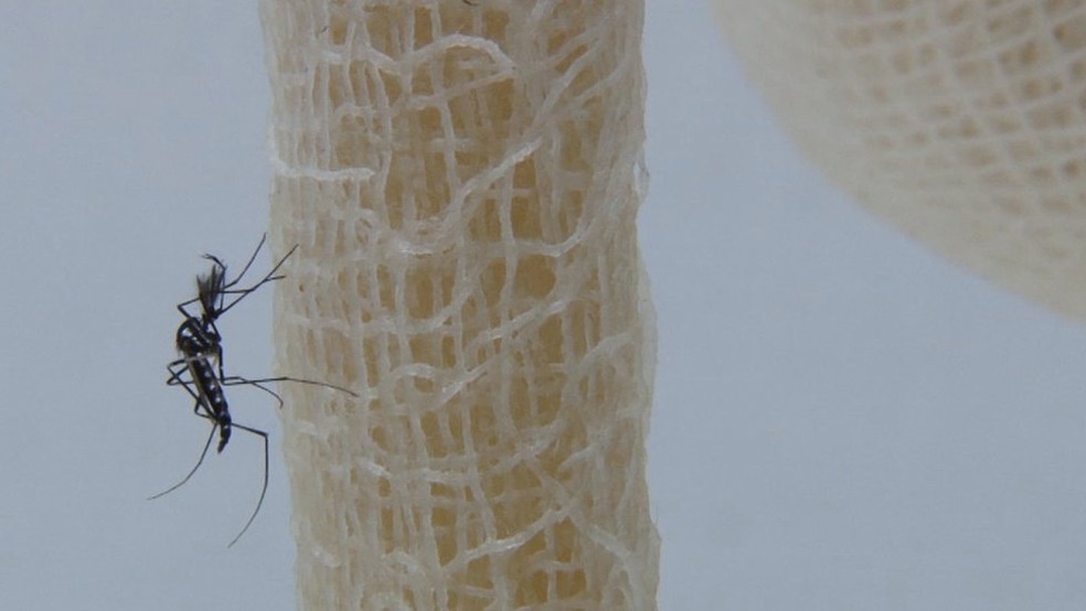 O vírus da febre amarela existe no Brasil desde os tempos coloniais (Foto:  Josué Damacena/IOC/Fiocruz)