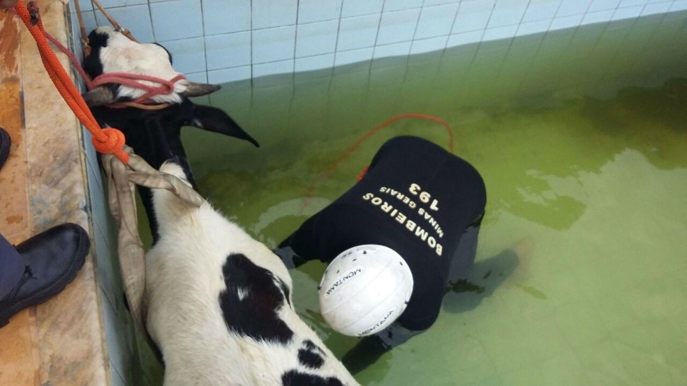 Bombeiros De Uba Resgatam Vaca Que Caiu Em Piscina Veja Fotos Zona Da Mata G1