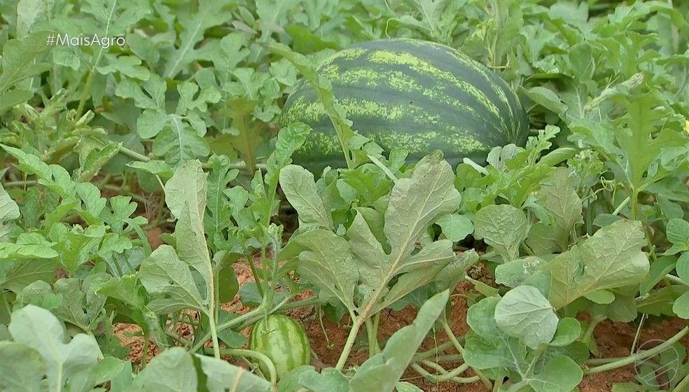 O cultivo de melancia se tornou a fonte de renda da fam&iacute;lia de Sidney &mdash; Foto: TV Centro Am&eacute;rica