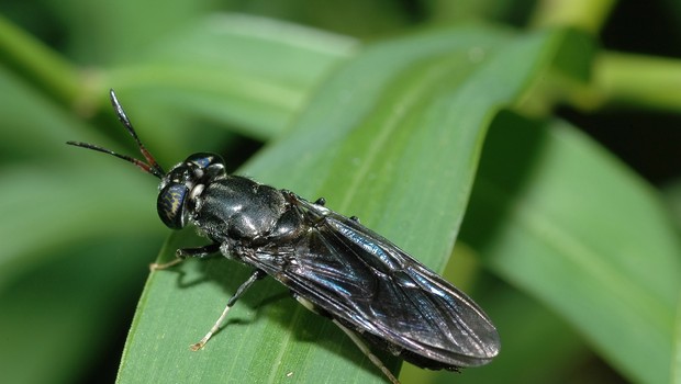 mosca soldado-negro (Foto: Getty Images )