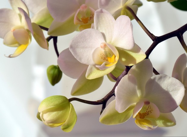 Orquídeas em vasos de plástico: saiba como plantar e cuidar! - Casa e  Jardim | Paisagismo