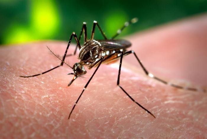 O Aedes aegypti é transmissor de mais de 100 vírus, dentre eles o causador da febre amarela urbana, dengue, zika e chikungunya (Foto: Wikipedia/ James Gathany/ Wikimedia Commons)
