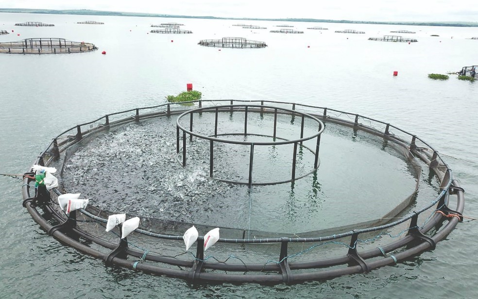 Exportação de tilápia cai, mas MS se mantém como líder do ranking nacional Mato Grosso do Sul G1