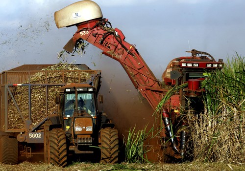 Colheita em lavoura de cana-de-açúcar  (Foto: REUTERS/Paulo Whitaker)