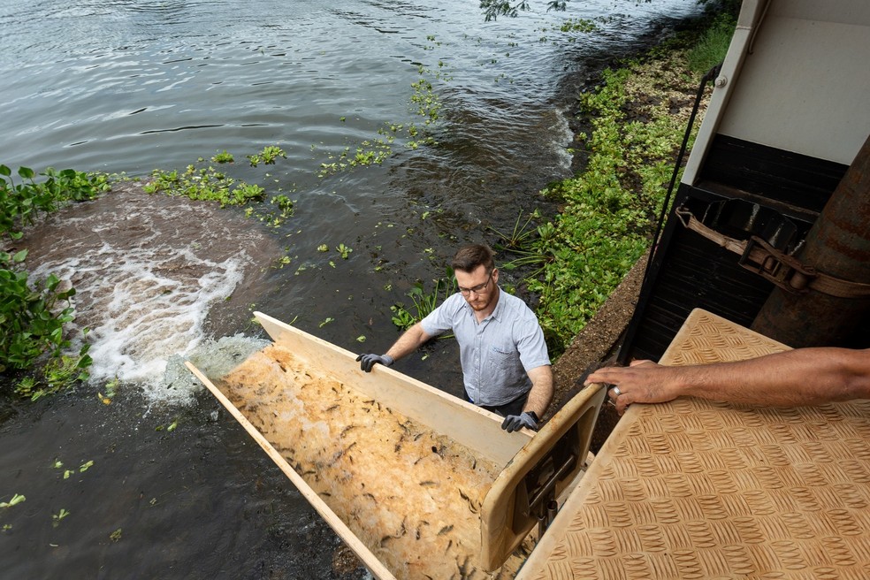 Ação ambiental tem como objetivo repovoar e garantir a diversidade de peixes  — Foto: CTG Brasil
