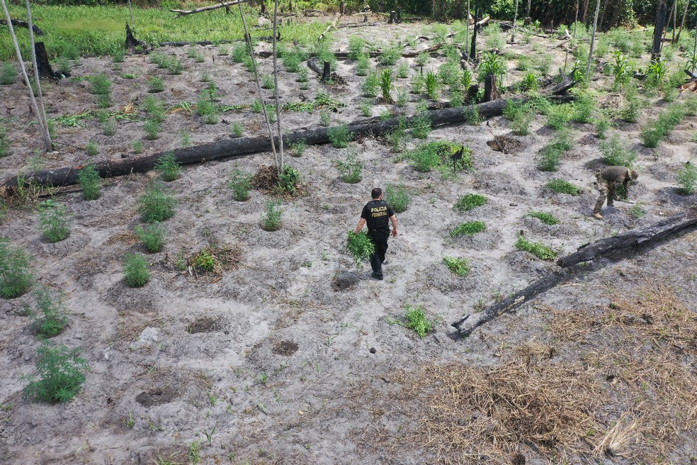 Foram localizados 74 mil mudas da planta em uma área de aproximadamente 220 mil metros quadrados. — Foto: Reprodução/Polícia Federal