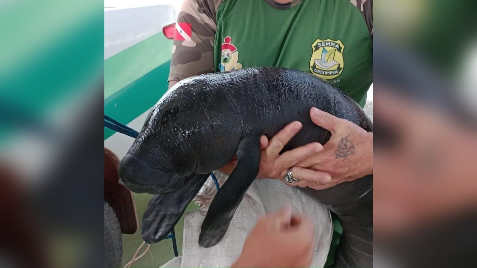 Filhote de peixe-boi é resgatado por agentes da Semma no rio Cuminã, em Oriximiná