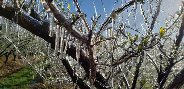 Pomares congelados em SC (Foto: Epagri/Divulgação)