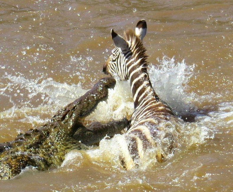 Zebra é atacada por crocodilo (Foto: Michael Olsen)