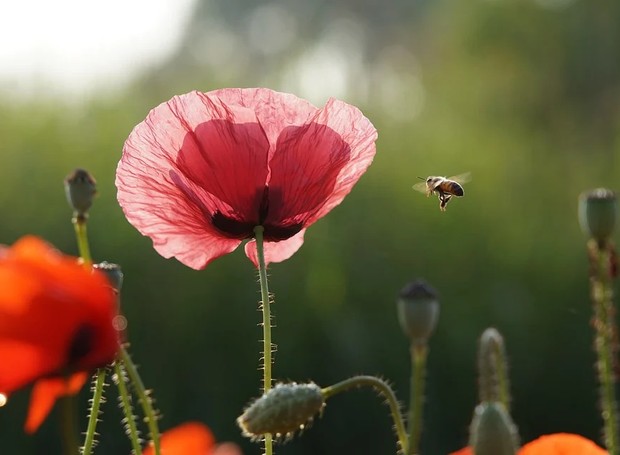 As abelhas ajudam a polinizar diversas flores, permitindo o fortalecimento e aumento de número de diferentes espécies (Foto: Pixabay/ajs1980518/CreativeCommons)