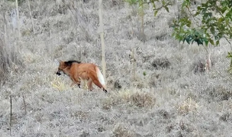 Lobo-guará em Juiz de Fora — Foto: UFJF/Divulgação
