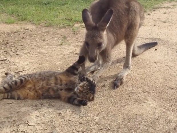 Vídeo fofo de canguru fazendo carícias em gato fez sucesso na web (Foto: Reprodução/YouTube/P Ces)