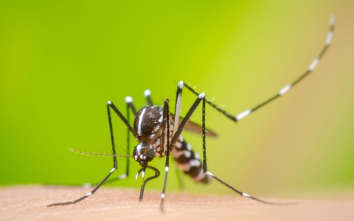 Cientistas investigam como vírus Zika pode combater câncer no cérebro