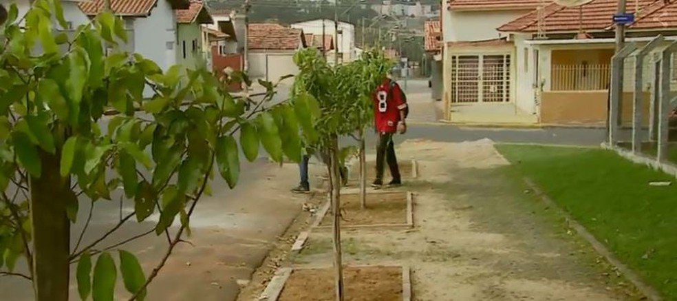 Araras faz proejto para aumentar o plantio de Ã¡rvores em Ã¡rea urbana â Foto: ReproduÃ§Ã£o/EPTV