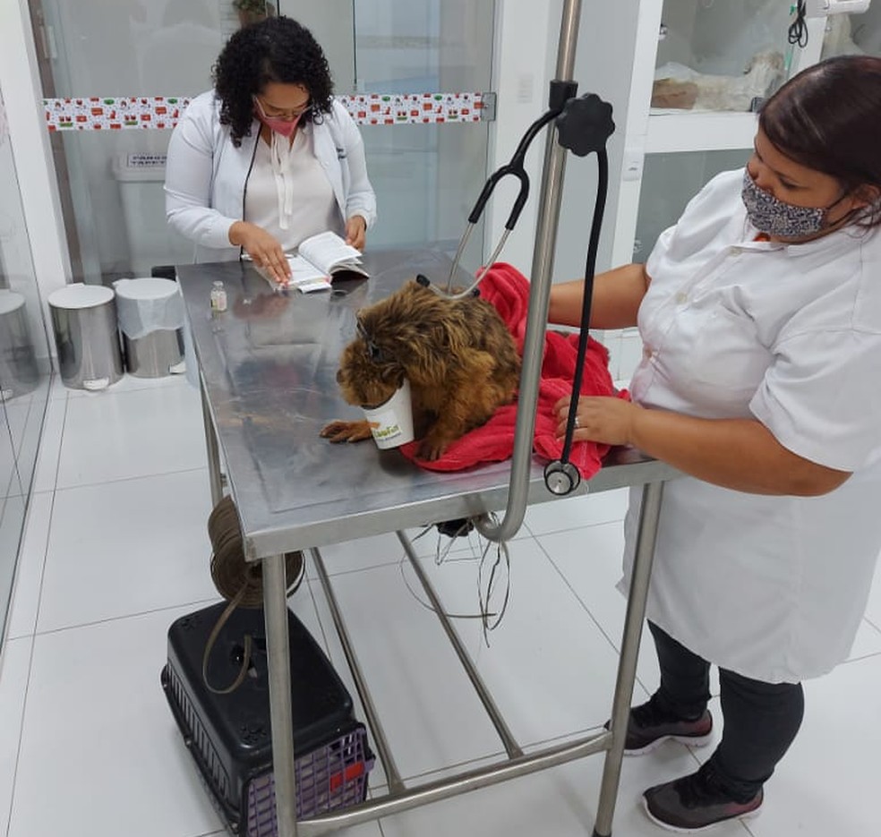Animal está recebendo atendimento de veterinários  — Foto: Corpo de Bombeiros